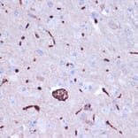 Immunohistochemistry - Anti-Prokineticin 2/PK2 Antibody (A12007) - Antibodies.com