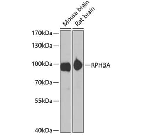 Western Blot - Anti-Rabphilin 3A Antibody (A12008) - Antibodies.com