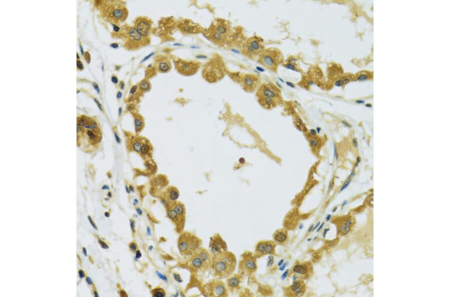 Immunohistochemistry - Anti-RPS7 Antibody (A12009) - Antibodies.com