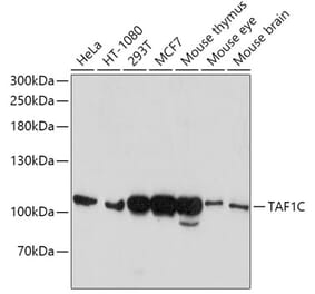 Western Blot - Anti-TAF1C Antibody (A12013) - Antibodies.com