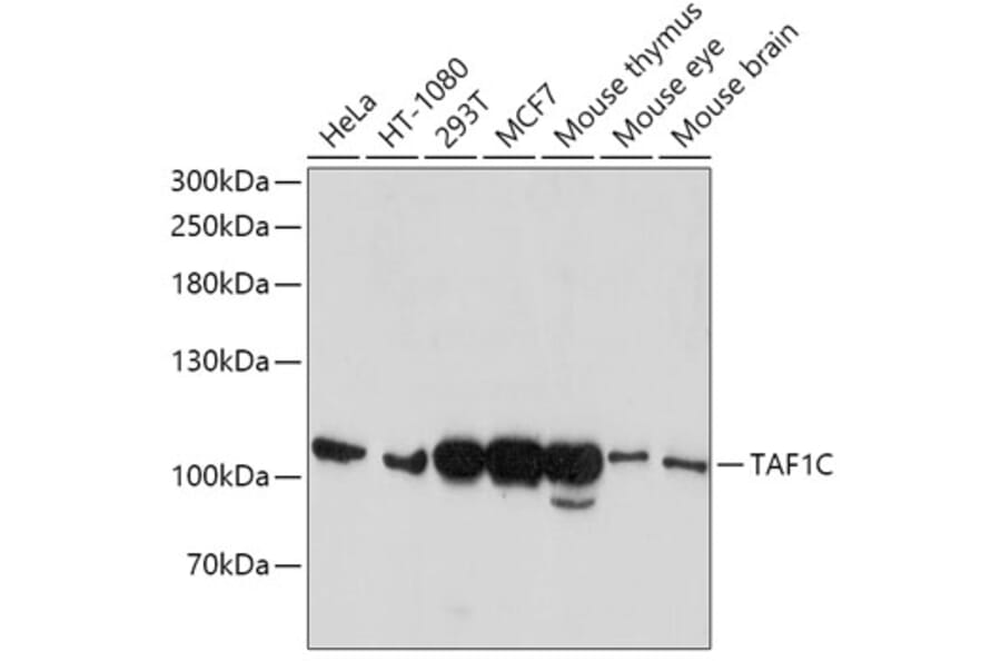 Western Blot - Anti-TAF1C Antibody (A12013) - Antibodies.com
