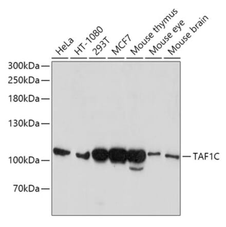 Western Blot - Anti-TAF1C Antibody (A12013) - Antibodies.com