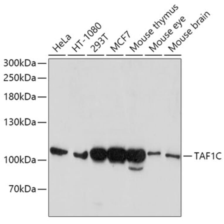 Western Blot - Anti-TAF1C Antibody (A12013) - Antibodies.com