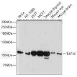 Western Blot - Anti-TAF1C Antibody (A12013) - Antibodies.com