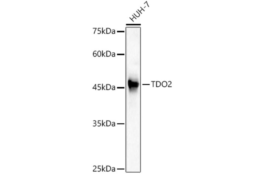 Western Blot - Anti-TDO2/TDO Antibody (A12014) - Antibodies.com