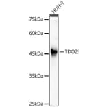 Western Blot - Anti-TDO2/TDO Antibody (A12014) - Antibodies.com