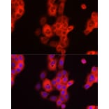 Immunofluorescence - Anti-TDO2/TDO Antibody (A12014) - Antibodies.com