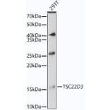 Western Blot - Anti-GilZ/TilZ Antibody (A12018) - Antibodies.com