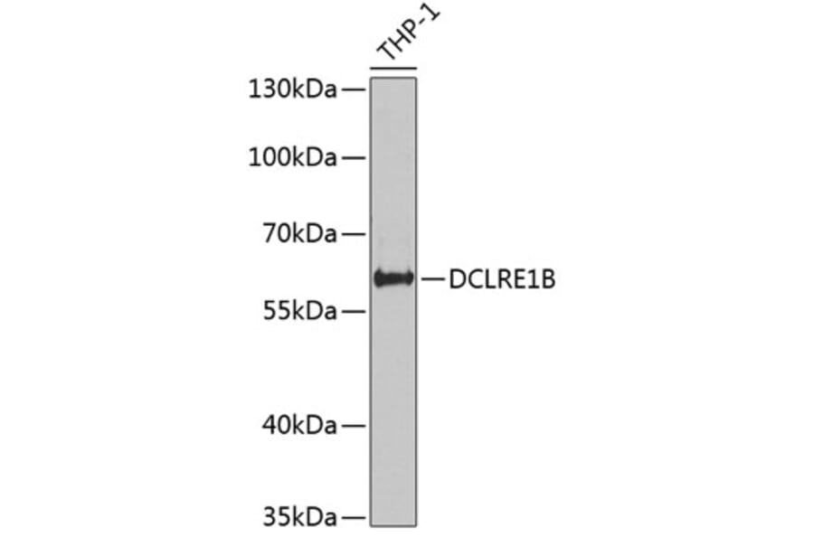 Western Blot - Anti-DCLRE1B Antibody (A12021) - Antibodies.com