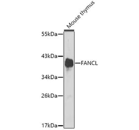 Western Blot - Anti-FANCL Antibody (A12023) - Antibodies.com
