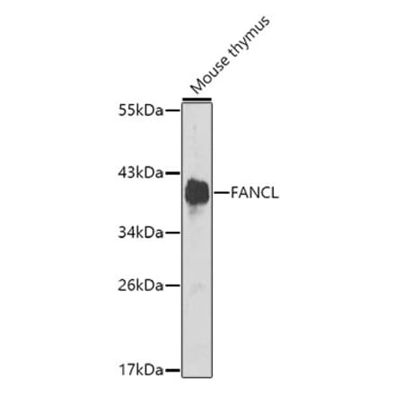 Western Blot - Anti-FANCL Antibody (A12023) - Antibodies.com