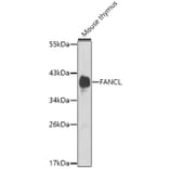 Western Blot - Anti-FANCL Antibody (A12023) - Antibodies.com