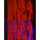 Immunofluorescence - Anti-Fbx32 Antibody (A12024) - Antibodies.com