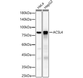 Western Blot - Anti-FACL4 Antibody (A12025) - Antibodies.com