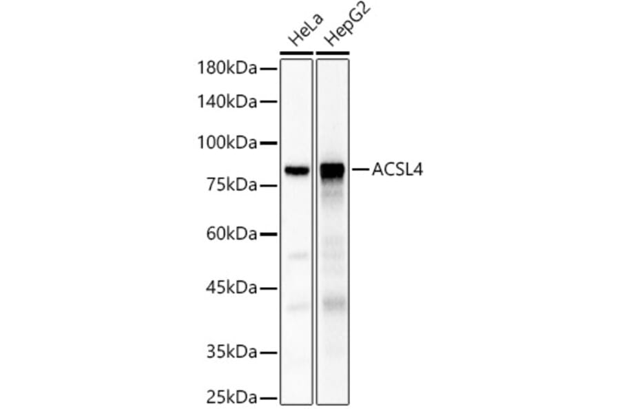 Western Blot - Anti-FACL4 Antibody (A12025) - Antibodies.com