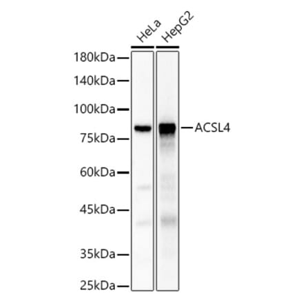 Western Blot - Anti-FACL4 Antibody (A12025) - Antibodies.com