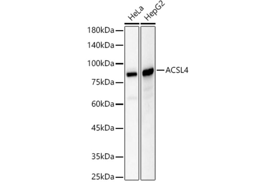 Western Blot - Anti-FACL4 Antibody (A12025) - Antibodies.com
