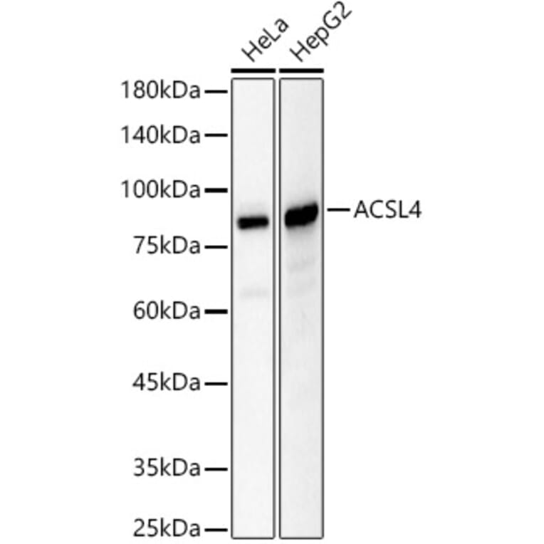 Western Blot - Anti-FACL4 Antibody (A12025) - Antibodies.com