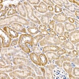 Immunohistochemistry - Anti-FACL4 Antibody (A12025) - Antibodies.com