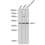 Western Blot - Anti-RFC2 Antibody (A12027) - Antibodies.com