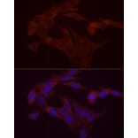 Immunofluorescence - Anti-DGAT1 Antibody (A12028) - Antibodies.com
