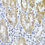 Immunohistochemistry - Anti-ASIP Antibody (A12031) - Antibodies.com