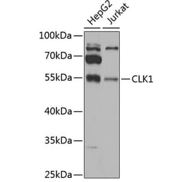 Western Blot - Anti-CLK1 Antibody (A12032) - Antibodies.com