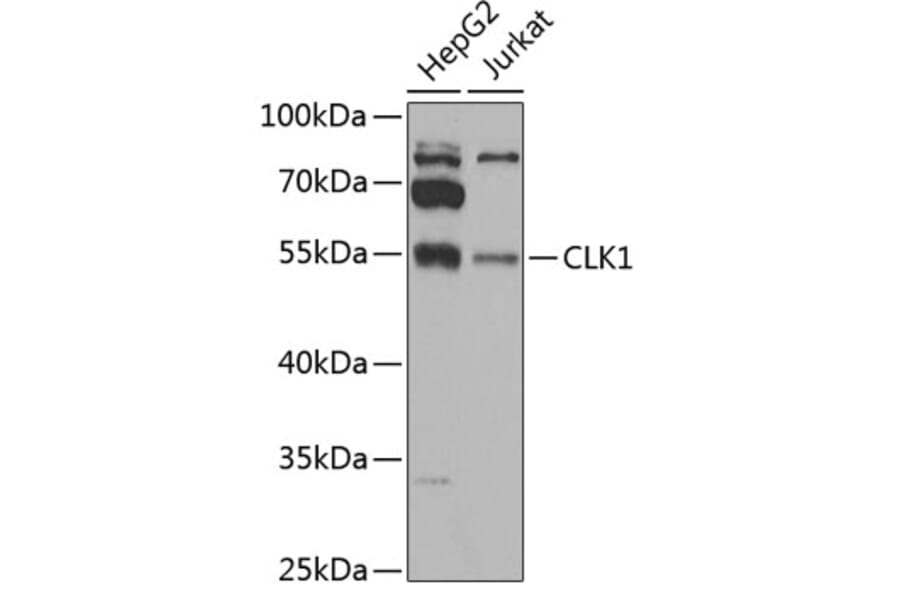 Western Blot - Anti-CLK1 Antibody (A12032) - Antibodies.com