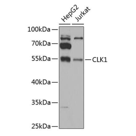 Western Blot - Anti-CLK1 Antibody (A12032) - Antibodies.com