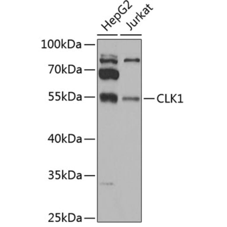 Western Blot - Anti-CLK1 Antibody (A12032) - Antibodies.com