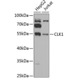 Western Blot - Anti-CLK1 Antibody (A12032) - Antibodies.com