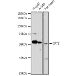 Western Blot - Anti-CRY2 Antibody (A12034) - Antibodies.com