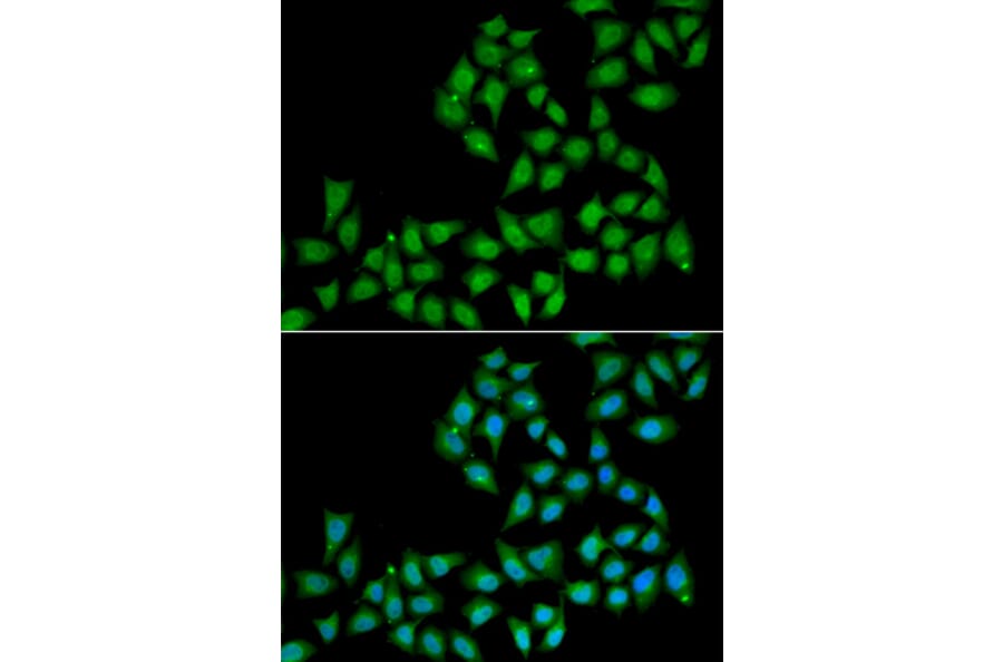 Immunofluorescence - Anti-ELF1 Antibody (A6904) - Antibodies.com