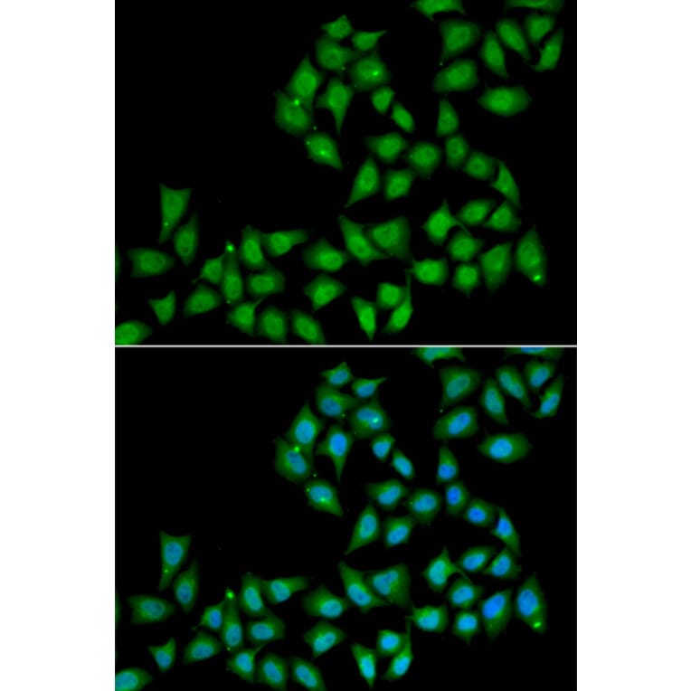 Immunofluorescence - Anti-ELF1 Antibody (A6904) - Antibodies.com