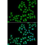 Immunofluorescence - Anti-ELF1 Antibody (A6904) - Antibodies.com