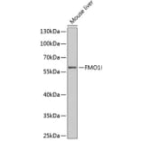 Western Blot - Anti-FMO1 Antibody (A6908) - Antibodies.com