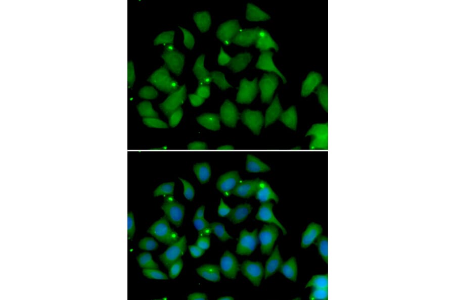 Immunofluorescence - Anti-FMO1 Antibody (A6908) - Antibodies.com