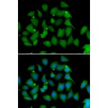 Immunofluorescence - Anti-FMO1 Antibody (A6908) - Antibodies.com