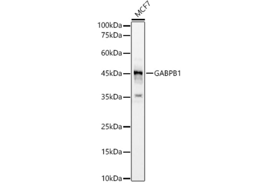 Western Blot - Anti-GABPB1 Antibody (A12038) - Antibodies.com