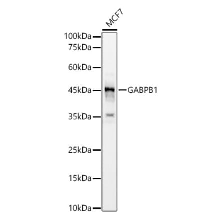Western Blot - Anti-GABPB1 Antibody (A12038) - Antibodies.com