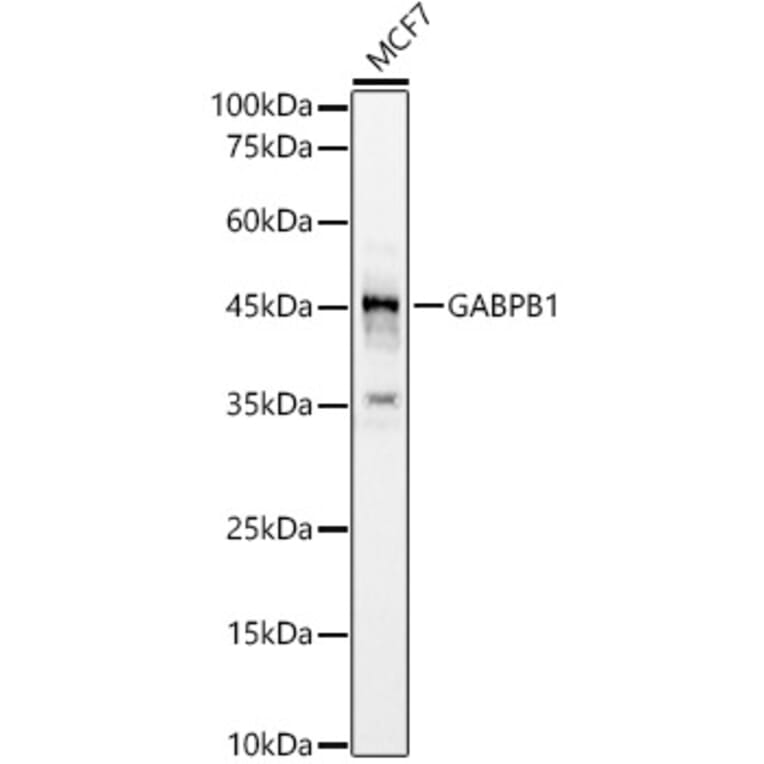 Western Blot - Anti-GABPB1 Antibody (A12038) - Antibodies.com