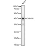 Western Blot - Anti-GABPB1 Antibody (A12038) - Antibodies.com
