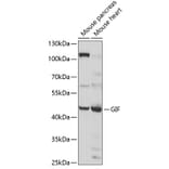 Western Blot - Anti-Intrinsic Factor Antibody (A12039) - Antibodies.com