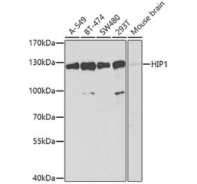 Western Blot - Anti-HIP1 Antibody (A12040) - Antibodies.com