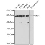 Western Blot - Anti-HIP1 Antibody (A12040) - Antibodies.com