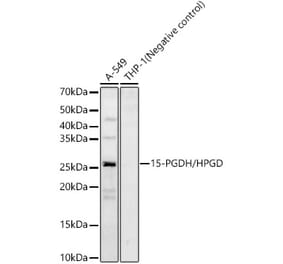 Western Blot - Anti-15-PGDH Antibody (A12042) - Antibodies.com