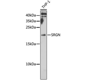 Western Blot - Anti-Serglycin Antibody (A12044) - Antibodies.com