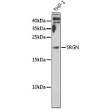 Western Blot - Anti-Serglycin Antibody (A12044) - Antibodies.com