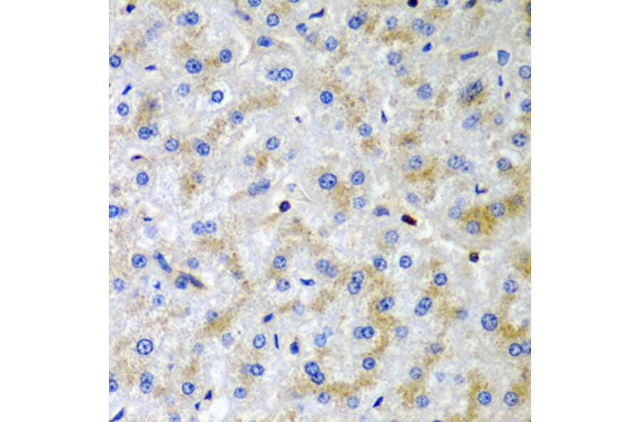Immunohistochemistry - Anti-Serglycin Antibody (A12044) - Antibodies.com