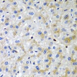 Immunohistochemistry - Anti-Serglycin Antibody (A12044) - Antibodies.com